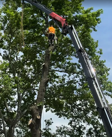 Crane-assisted tree removal in central Illinois